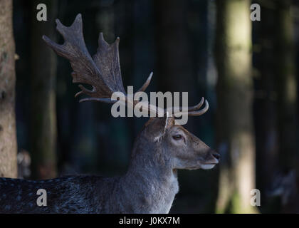 Daims dans Bergtierpark Blindham - Bavière - Allemagne Banque D'Images