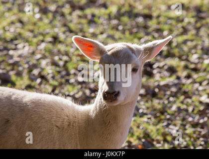 En daim blanc Bergtierpark Blindham - Bavière - Allemagne Banque D'Images