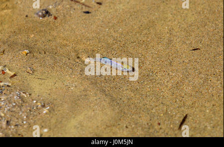 C'est un point de vue d'un homme pupfish Salt Creek (Cyprinodon salinus) dans les eaux de Salt Creek dans la région de Death Valley National Park, California, USA. Cette zsg Banque D'Images