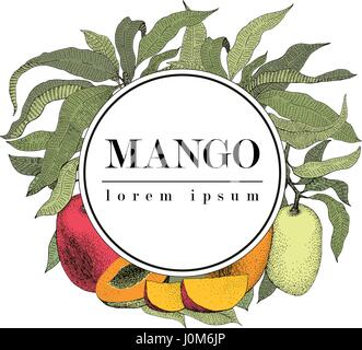 Manguier vintage design modèle. Jardin botanique les mangues. Mangue gravé. Logo. Vector illustration Illustration de Vecteur