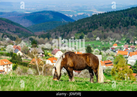Sur le cheval belge Brabancon pâturage terres agricoles, Alsace, France Banque D'Images
