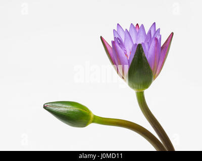 Belle fleur de nénuphar pourpre et bud isolé sur fond blanc. Banque D'Images