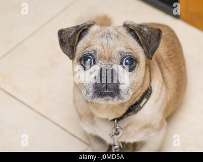 Le PUG d'amande, les yeux ouverts, reposer sur le sol. Banque D'Images