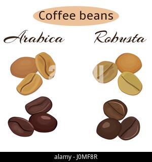 Les grains de café arabica et robusta. Green et torréfiés. Vector illustration. Illustration de Vecteur