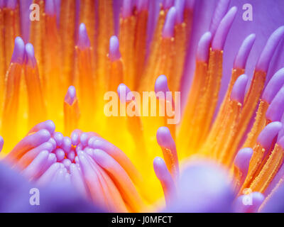 Série fleurs d'été, beau nénuphar violet va fleurir dans macro shot. Banque D'Images