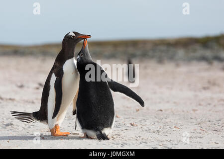 Gentoo pingouin sur l'île plus sombre Banque D'Images