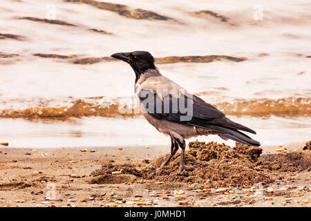 Crow marche sur la ligne de flottaison Banque D'Images