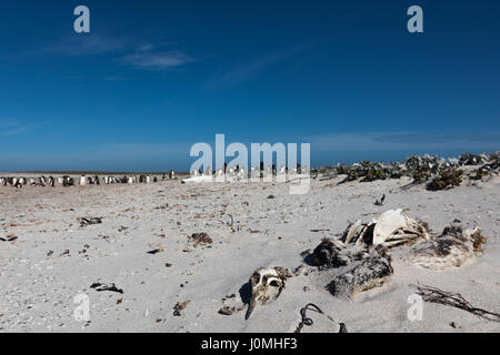 Manchots sur l'île plus sombre Banque D'Images