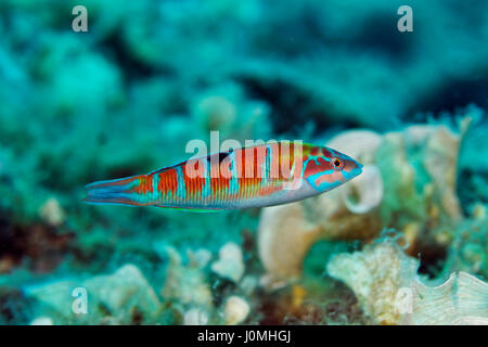 L'ornate wrasse, Thalassoma pavo de la mer Adriatique Banque D'Images