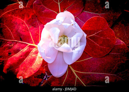 Fleur de Magnolia Blanc Fond rouge Leaf Banque D'Images