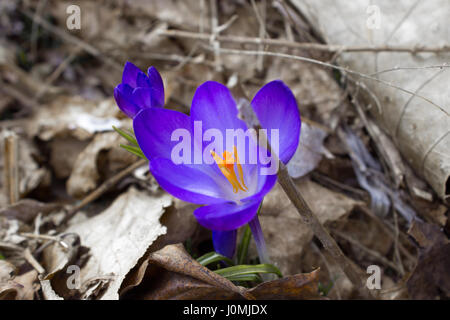 Fleurs de printemps sur les feuilles mortes, prises au début du printemps Banque D'Images