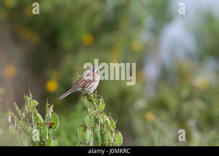 Bruant des roseaux Emberiza schoeniclus ; femme célibataire ; Orcades UK Banque D'Images