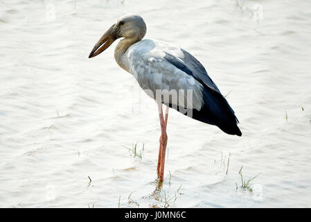 Bec ouvert d'Asie, Inde, Mangalajodi Stork Banque D'Images