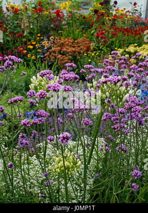 Jardin coloré frontière avec Vebena bonariensis en premier plan Banque D'Images