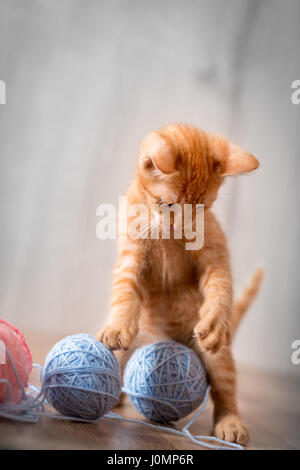 Beau petit chaton jouant avec de la laine toys Banque D'Images