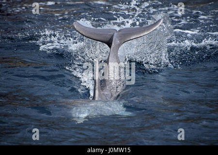 Queue de dauphin et le rorqual bleu lorsqu'plongée dans l'eau de mer, Close up, low angle view Banque D'Images