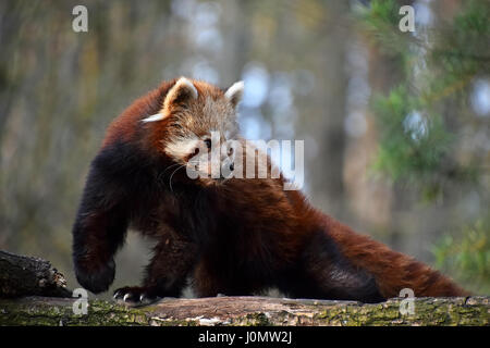 Un panda rouge (Ailurus fulgens, le petit panda) close up portrait portrait sur l'arbre, à l'écart de l'appareil photo, low angle view Banque D'Images