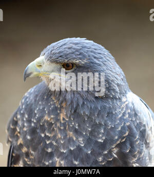 Portrait d'un Chilien Blue Eagle Buzzard Banque D'Images