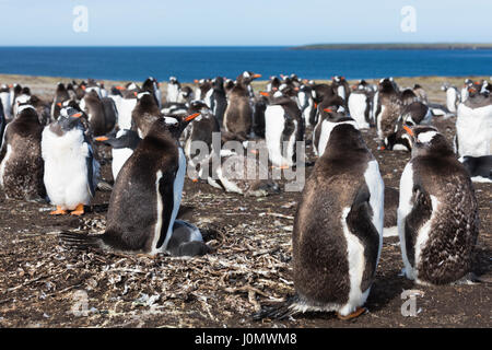 Gentoo pingouin sur l'île plus sombre, des îles Malouines Banque D'Images