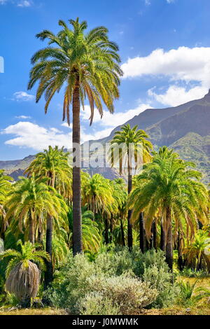 Paysage avec palmier des Canaries, Gran Canaria, Espagne Banque D'Images