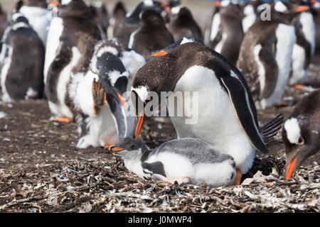 Gentoo pingouin sur l'île plus sombre, des îles Malouines Banque D'Images