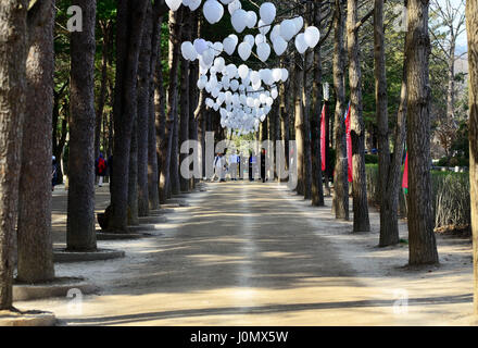 GANGWON-DO, CORÉE DU SUD - 6 avril 2017 : sur le chemin entre les rangées d'arbres et des ballons blancs dans l'Île de Nami. Namisum est un minuscule isl Banque D'Images