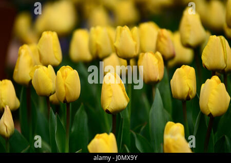 Full Frame shot of Tulips Banque D'Images
