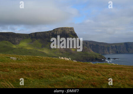 Groupe de moutons se sont réunis au sommet d'une falaise à Neist Point en Ecosse. Banque D'Images