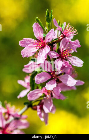 Prunus tenella Fire Hill fleur d'avril Banque D'Images