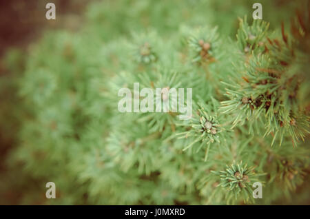Conique de l'épinette canadienne, belle arbre vert close-up Banque D'Images
