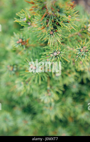 Conique de l'épinette canadienne, belle arbre vert close-up Banque D'Images