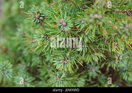 Conique de l'épinette canadienne, belle arbre vert close-up Banque D'Images