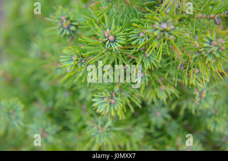 Conique de l'épinette canadienne, belle arbre vert close-up Banque D'Images