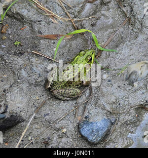 Grenouille dans la boue Banque D'Images