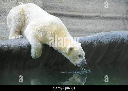 Munich, Allemagne. Le 04 août, 2010. (Dossier) · Une archive photo, datée du 04.08.2010, montre l'ours polaire "Yoghi' pour la première fois de l'eau potable à partir d'un pool dans le nouveau polar bear enclosement au zoo Hellabrunn de Munich, en Allemagne.(à partir de la dpa 'Yoghi l'ours meurt' du 14 avril 2017) Photo : Marc Müller/dpa/Alamy Live News Banque D'Images