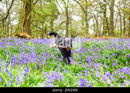 Underwood, Dorset, UK. 14 avr, 2017. Un début d'humide terne Easter bank holiday, un jour idéal pour une promenade dans un bois bluebell, pluie et conditions mat faire ressortir les couleurs vives du printemps.Frankie le Cockapoo bénéficie d'une course à travers les jacinthes. Crédit : Ian Francis/Alamy Live News Banque D'Images