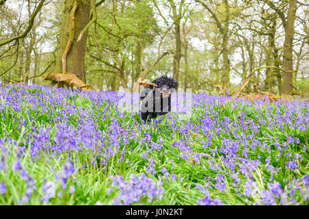 Underwood, Dorset, UK. 14 avr, 2017. Un début d'humide terne Easter bank holiday, un jour idéal pour une promenade dans un bois bluebell, pluie et conditions mat faire ressortir les couleurs vives du printemps.Frankie le Cockapoo bénéficie d'une course à travers les jacinthes. Crédit : Ian Francis/Alamy Live News Banque D'Images