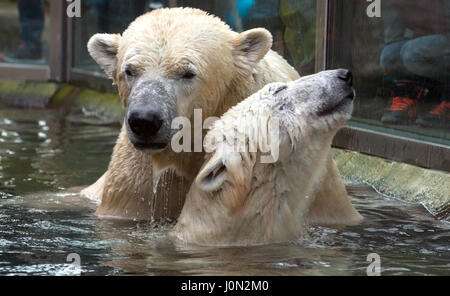 Munich, Allemagne. Le 08 février, 2016. (Dossier) · Une archive photo, datée du 08.02.2016, montre l'ours polaire, couple Yoghi (L) et Giovanna, se caressant mutuellement au zoo Hellabrunn de Munich, en Allemagne. Le jeune de 17 ans Yoghi rencontré un décès soudain, 13 avril 2017.(à partir de la dpa 'Yoghi l'ours meurt' du 14 avril 2017) Photo : Matthias Balk/dpa/Alamy Live News Banque D'Images