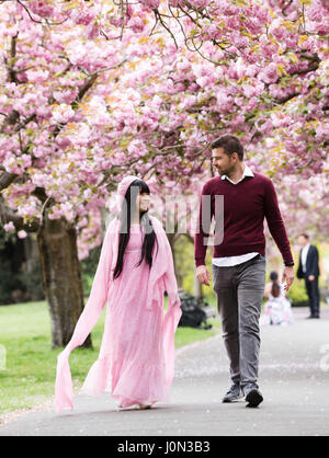 Londres, Royaume-Uni. 14 avril 2017. On aime la fleur de cerisier dans le parc de Greenwich, dans le sud-est de Londres aujourd'hui. La météo à Londres ce Vendredi Saint est doux et les températures sont dans la moyenne pour cette période de l'année. Credit : Vickie Flores/Alamy Live News Banque D'Images