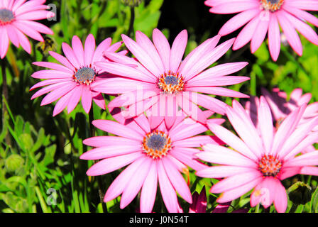 Portland, UK. 14 avr, 2017. 'Daisy' bush violet fleurs (Osteospermum ecklonis cultivar) ouvert dans le chaud, le Vendredi saint soleil sur l'Île de Portland, dans le Dorset Crédit : Stuart fretwell/Alamy Live News Banque D'Images