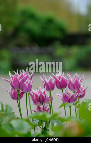 Londres, Royaume-Uni. 14 avr, 2017. Londres, Royaume-Uni. 14 avril 2017. Météo France : le printemps tulipe fleur afficher dans Hyde Park, le Vendredi saint. Crédit : Stephen Chung/Alamy Live News Banque D'Images