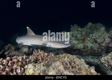 L'Océan indien, les Maldives. Mar 19, 2017. Whitetip reef shark (Triaenodon obesus) nager sur les récifs coralliens dans la nuit, l'Océan Indien, les Maldives Crédit : Andrey Nekrasov/ZUMA/ZUMAPRESS.com/Alamy fil Live News Banque D'Images