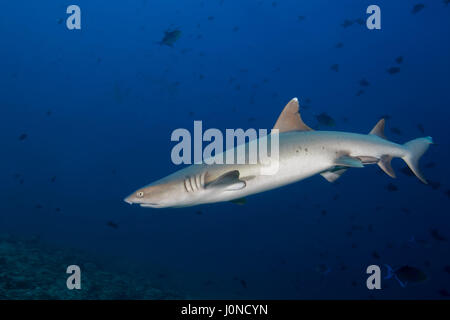 L'Océan indien, les Maldives. Mar 19, 2017. Whitetip reef shark (Triaenodon obesus) dans l'eau bleue, de l'Océan Indien, les Maldives Crédit : Andrey Nekrasov/ZUMA/ZUMAPRESS.com/Alamy fil Live News Banque D'Images