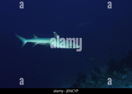 L'Océan indien, les Maldives. Mar 19, 2017. Whitetip reef shark (Triaenodon obesus) dans l'eau bleue, de l'Océan Indien, les Maldives Crédit : Andrey Nekrasov/ZUMA/ZUMAPRESS.com/Alamy fil Live News Banque D'Images