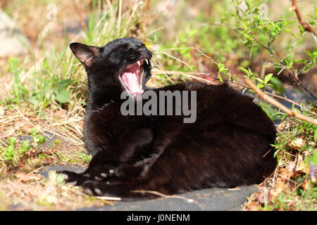 Un chat noir bâille la tête catnapping en fin d'après-midi soleil en extérieur dans un jardin UK Banque D'Images