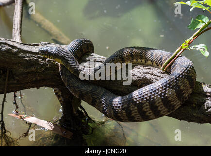 Un grand diamant de secours serpent d'eau (Nerodia rhombifer) reposant sur un tronc d'arbre par un étang après un repas. Houston, Texas, USA. Banque D'Images