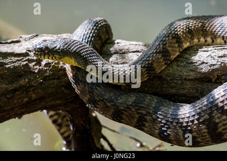 Un grand diamant de secours serpent d'eau (Nerodia rhombifer) sur un tronc d'arbre par un étang. Houston, Texas, USA. Banque D'Images