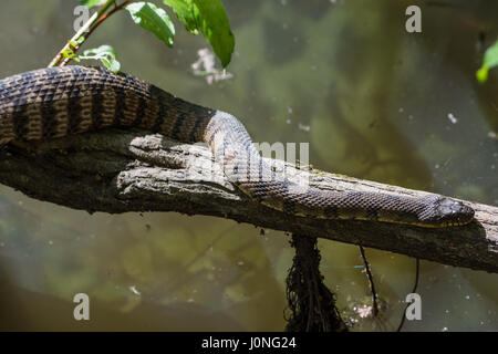 Un grand diamant de secours serpent d'eau (Nerodia rhombifer) reposant sur un tronc d'arbre par un étang après un repas. Houston, Texas, USA. Banque D'Images