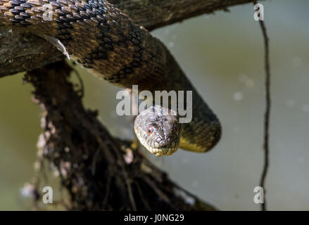 Un grand diamant de secours serpent d'eau (Nerodia rhombifer) sur un tronc d'arbre par un étang. Houston, Texas, USA. Banque D'Images