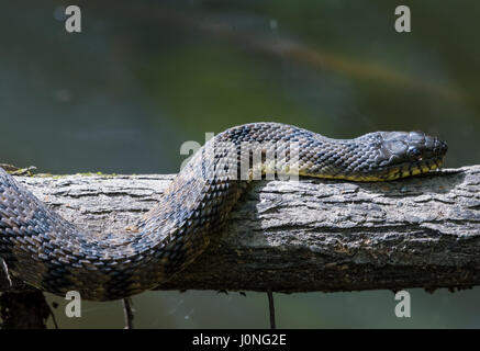 Un grand diamant de secours serpent d'eau (Nerodia rhombifer) sur un tronc d'arbre par un étang. Houston, Texas, USA. Banque D'Images